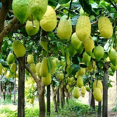 La Limonaia *
